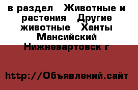  в раздел : Животные и растения » Другие животные . Ханты-Мансийский,Нижневартовск г.